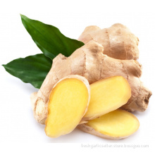 Wholesale organic fresh ginger price